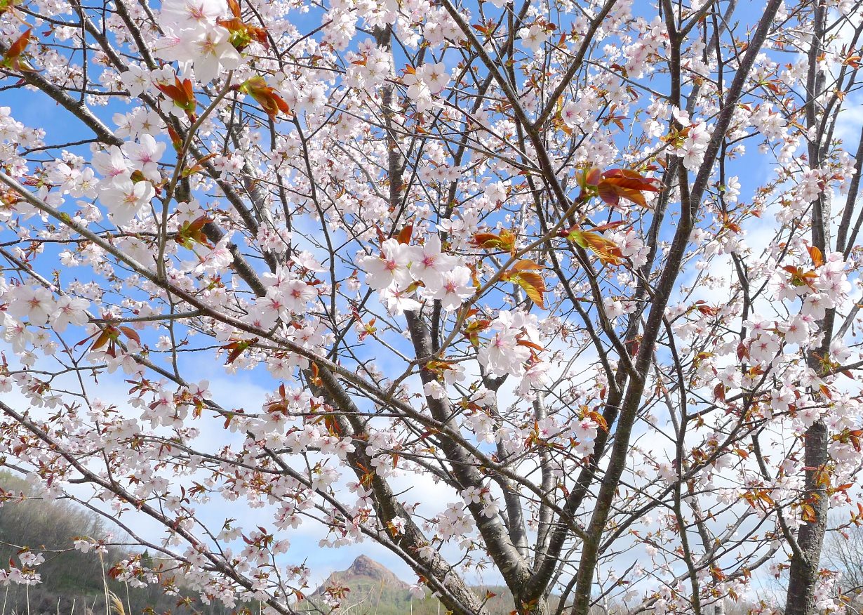 桜咲く昭和新山～洞爺湖有珠山・自然情報 | USUZAN ROPEWAY